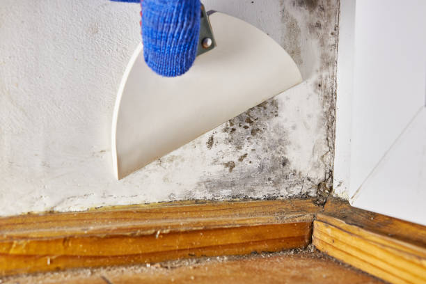 Best Water Damage & Mold Remediation  in Danvle, IL