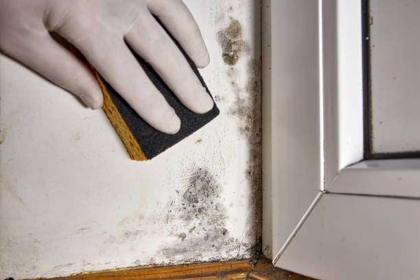 Best Mold Removal for HVAC Installations  in Danvle, IL